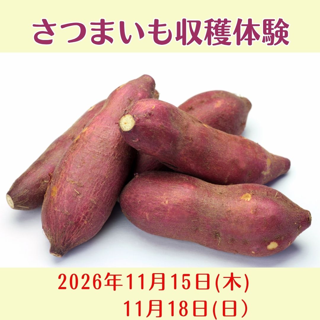 【10月15日(木)、10月18日(日)】サツマイモ堀り＠明石西オージー・ファーム